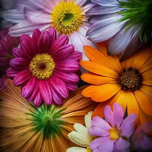 سپهر خلسه بریدیم از ایران رفتیم سمت کانادا تازه دیدیم همشهری بچه حاج آقا